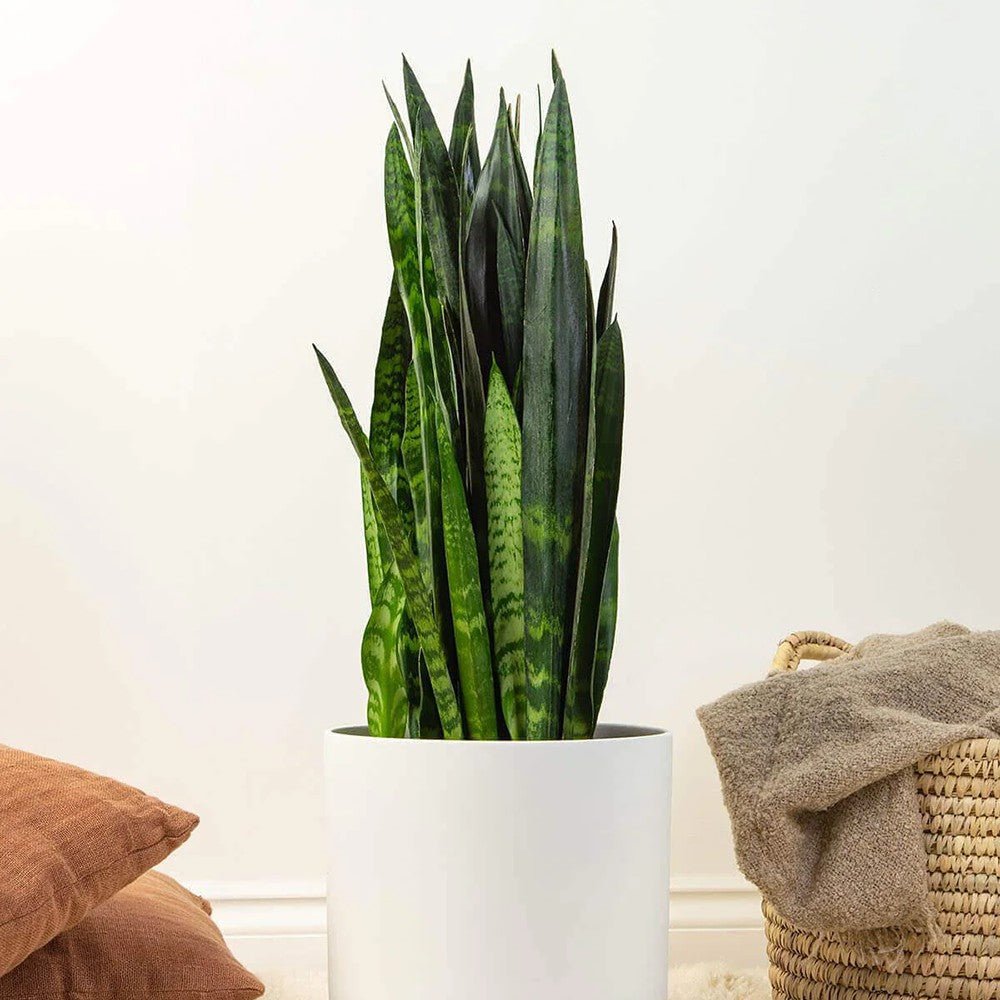 Sansevieria (Limba Soacrei) Black Coral - 60-70 cm