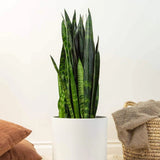 Sansevieria (Limba Soacrei) Black Coral - 60-70 cm
