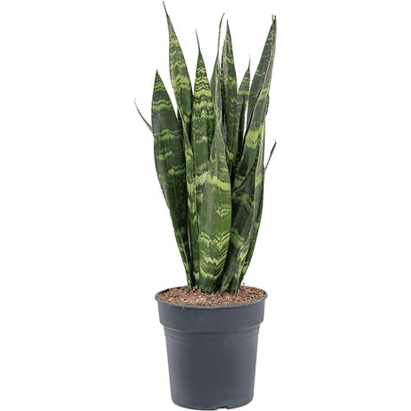 Sansevieria (Limba Soacrei) Black Coral - 60-70 cm