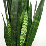 Sansevieria (Limba Soacrei) Black Coral - 60-70 cm