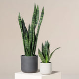 Sansevieria (Limba Soacrei) Black Coral - 60-70 cm