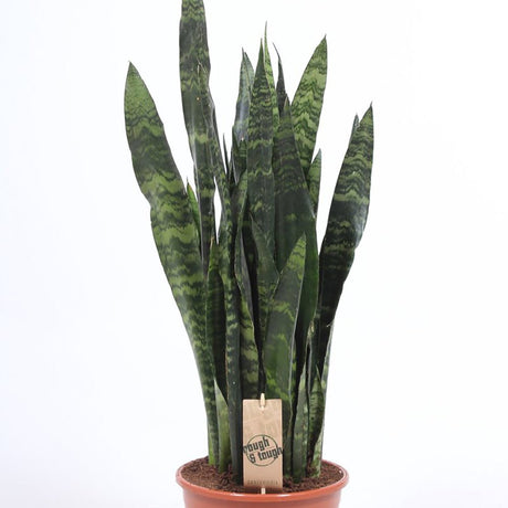 Sansevieria (Limba Soacrei) Black Coral - 75-85 cm