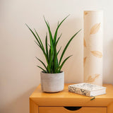 Sansevieria (Limba Soacrei) Kirkii Friends - 45 cm