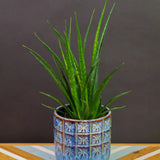 Sansevieria (Limba Soacrei) Kirkii Friends - 45 cm
