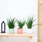 Sansevieria (Limba Soacrei) Kirkii Friends - 45 cm