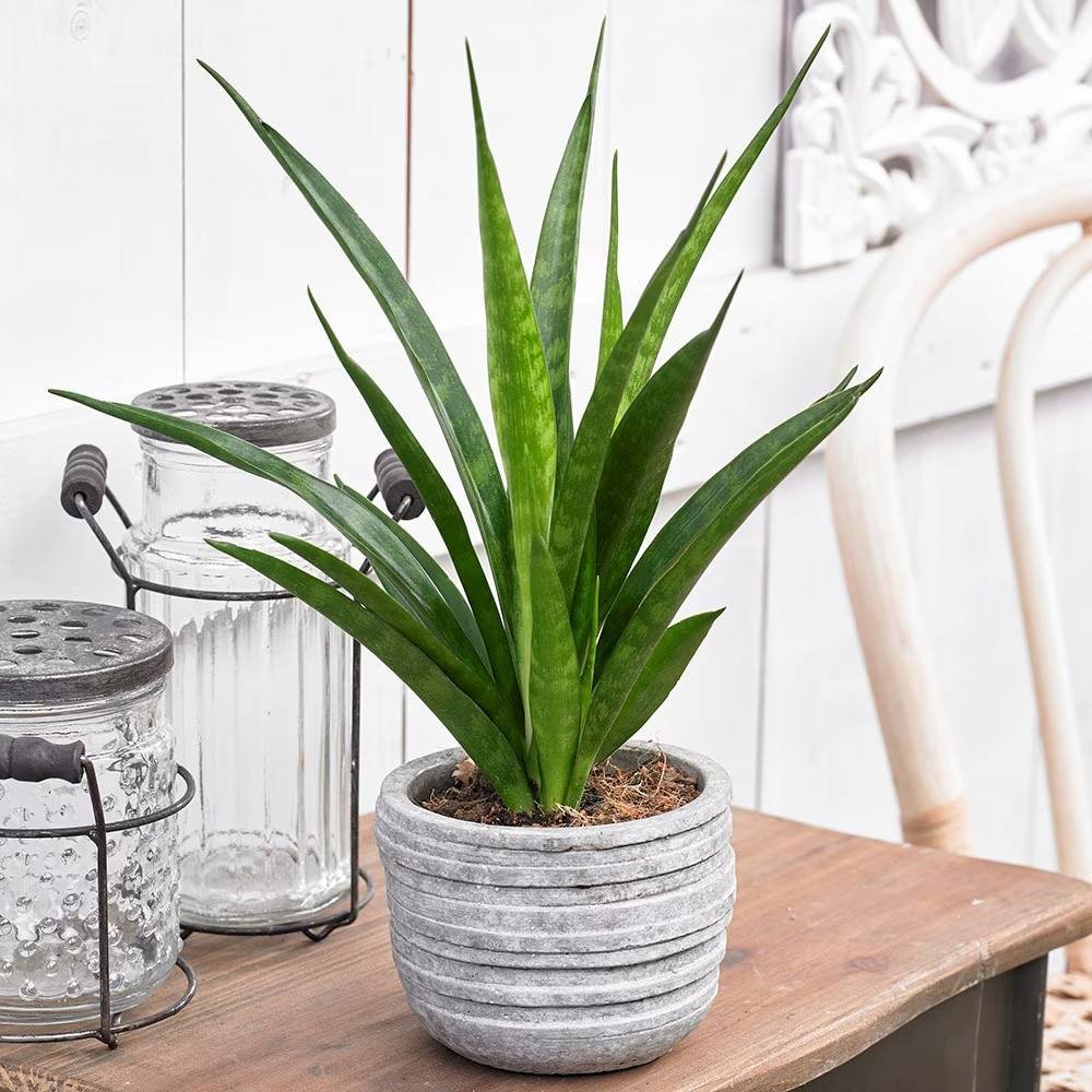 Sansevieria (Limba Soacrei) Kirkii Friends - 45 cm