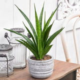 Sansevieria (Limba Soacrei) Kirkii Friends - 45 cm