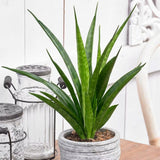 Sansevieria (Limba Soacrei) Kirkii Friends - 45 cm