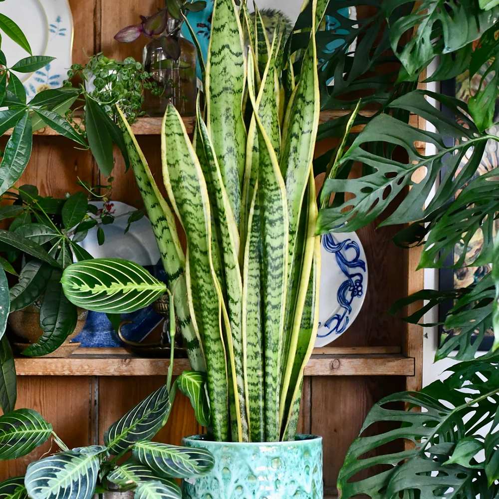 Sansevieria (Limba Soacrei) Laurentii - 100 cm