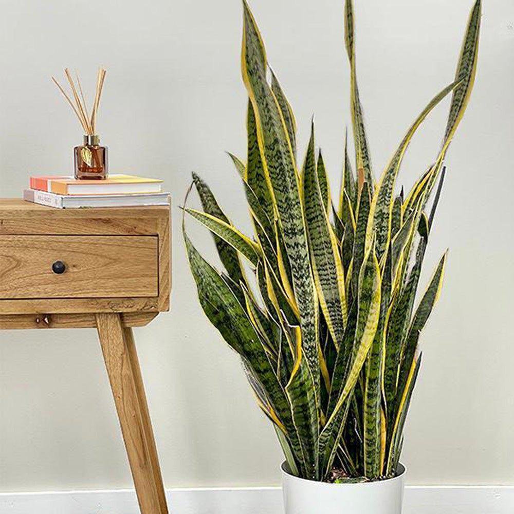 Sansevieria (Limba Soacrei) Laurentii - 100 cm