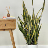Sansevieria (Limba Soacrei) Laurentii - 100 cm