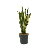 Sansevieria (Limba Soacrei) Laurentii - 100 cm