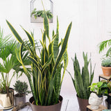 Sansevieria (Limba Soacrei) Laurentii - 100 cm