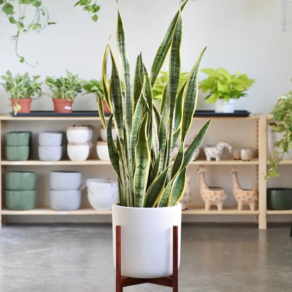 Sansevieria (Limba Soacrei) Laurentii - 100 cm