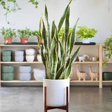 Sansevieria (Limba Soacrei) Laurentii - 100 cm
