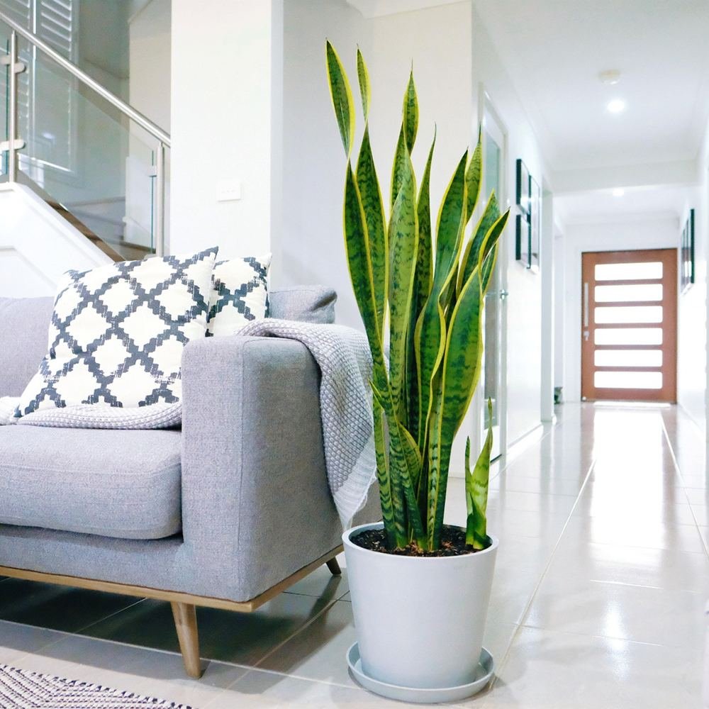 Sansevieria (Limba Soacrei) Laurentii - 100 cm