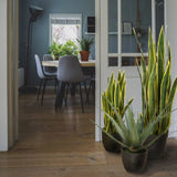 Sansevieria (Limba Soacrei) Laurentii - 100 cm
