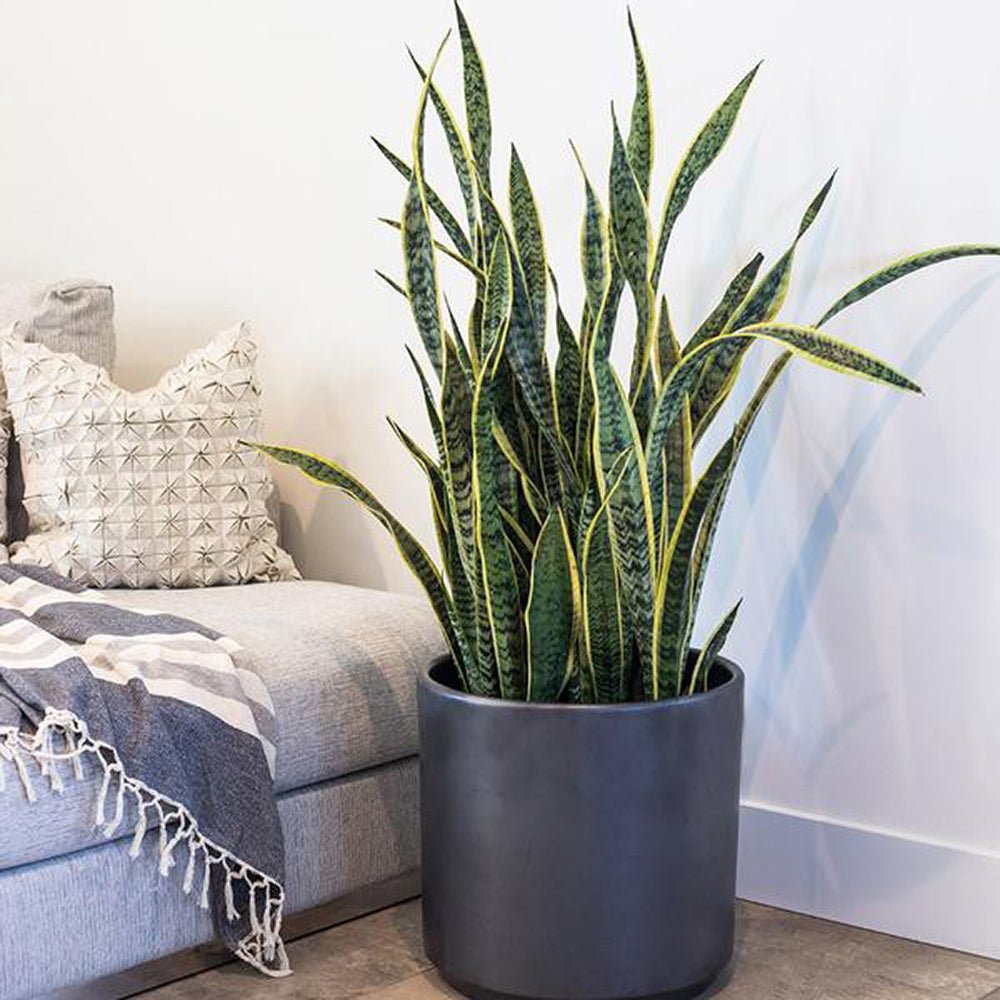 Sansevieria (Limba Soacrei) Laurentii - 100-110 cm