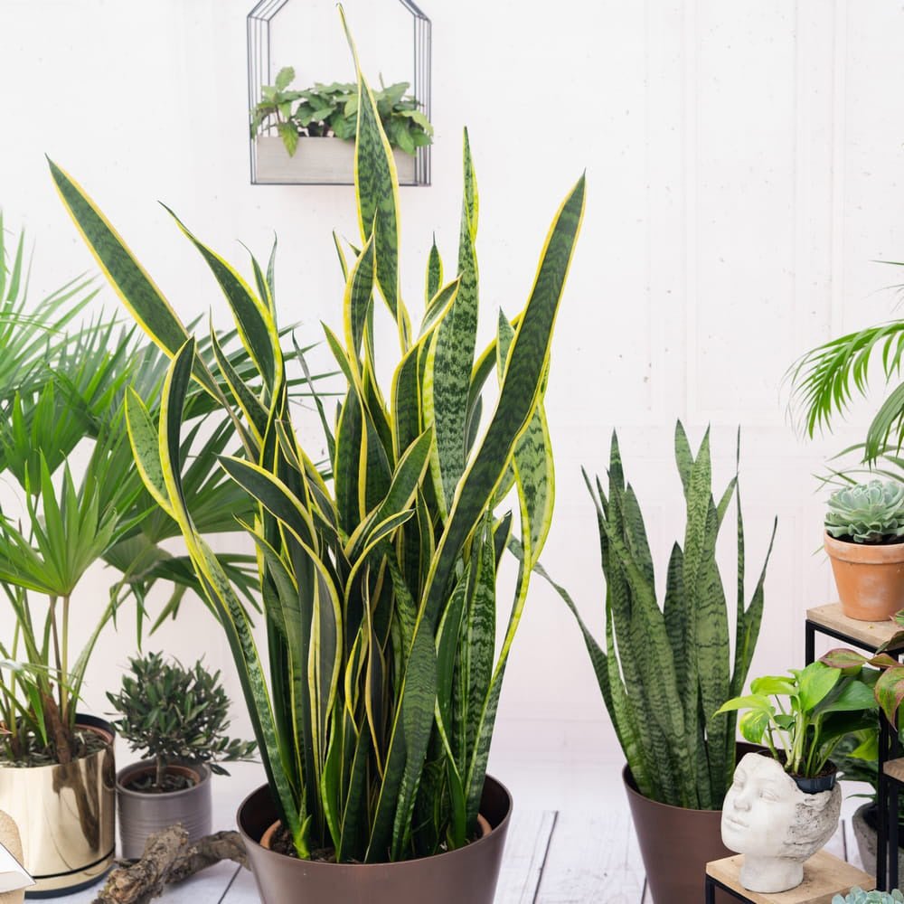 Sansevieria (Limba Soacrei) Laurentii - 100-110 cm
