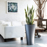 Sansevieria (Limba Soacrei) Laurentii - 120 cm