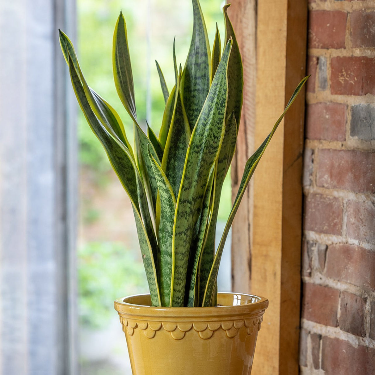 Sansevieria (Limba Soacrei) Laurentii - 30 cm