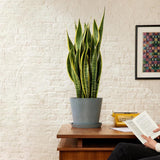 Sansevieria (Limba Soacrei) Laurentii - 30 cm