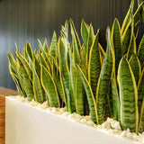 Sansevieria (Limba Soacrei) Laurentii - 90 cm