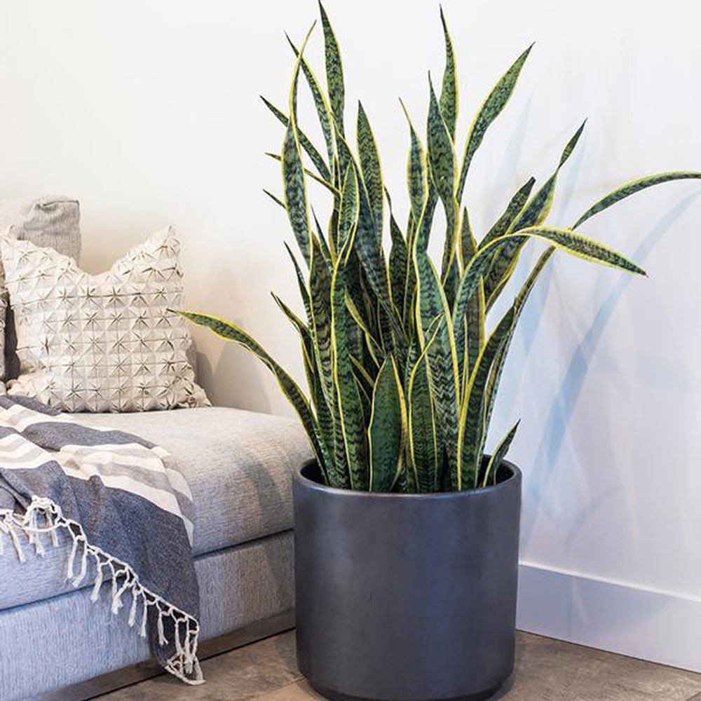 Sansevieria (Limba Soacrei) Laurentii - 80 cm