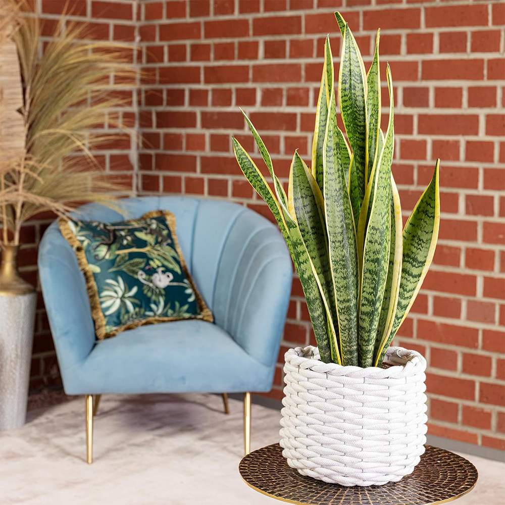 Sansevieria (Limba Soacrei) Laurentii - 80 cm