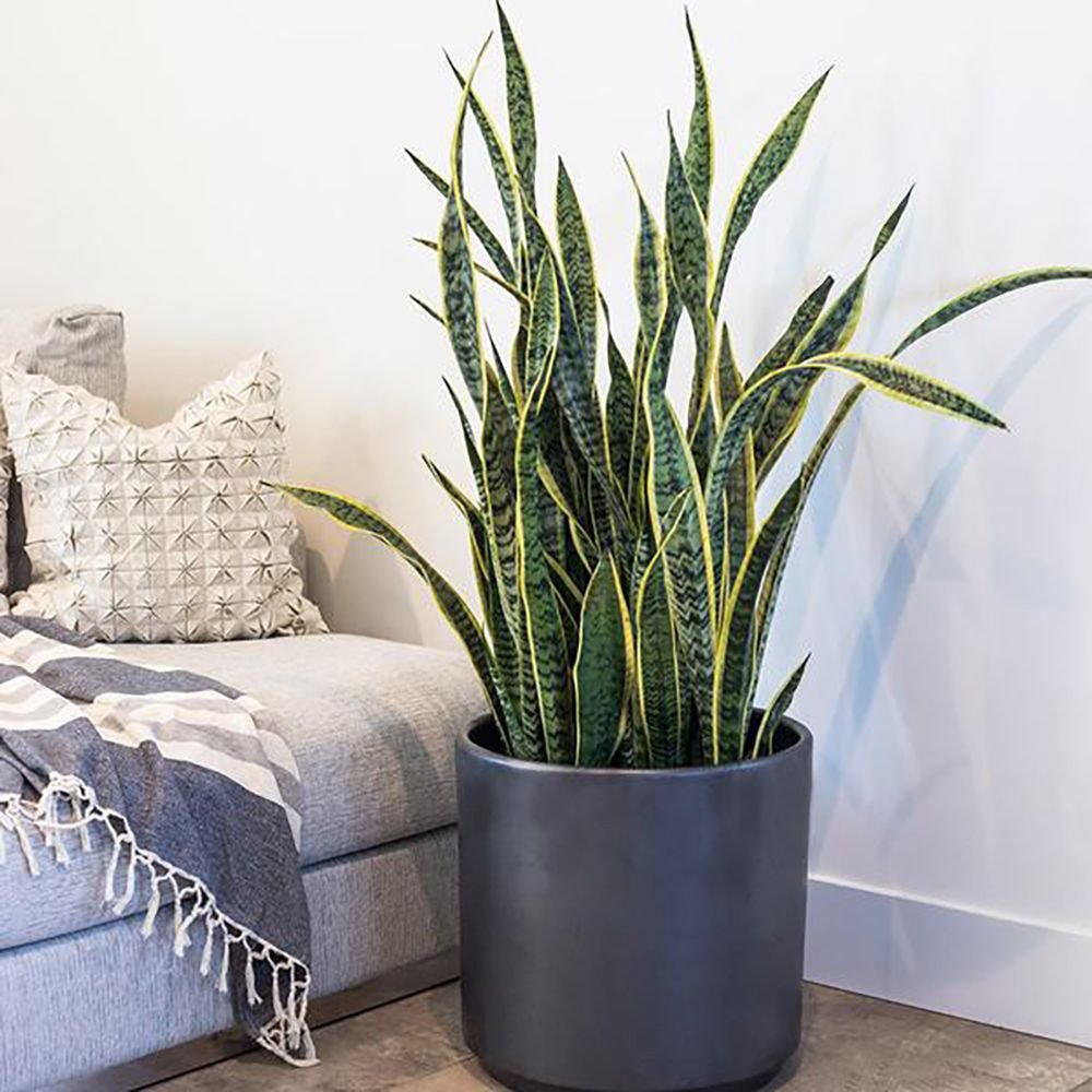 Sansevieria (Limba Soacrei) Laurentii - 80 cm