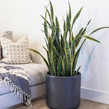 Sansevieria (Limba Soacrei) Laurentii - 80 cm