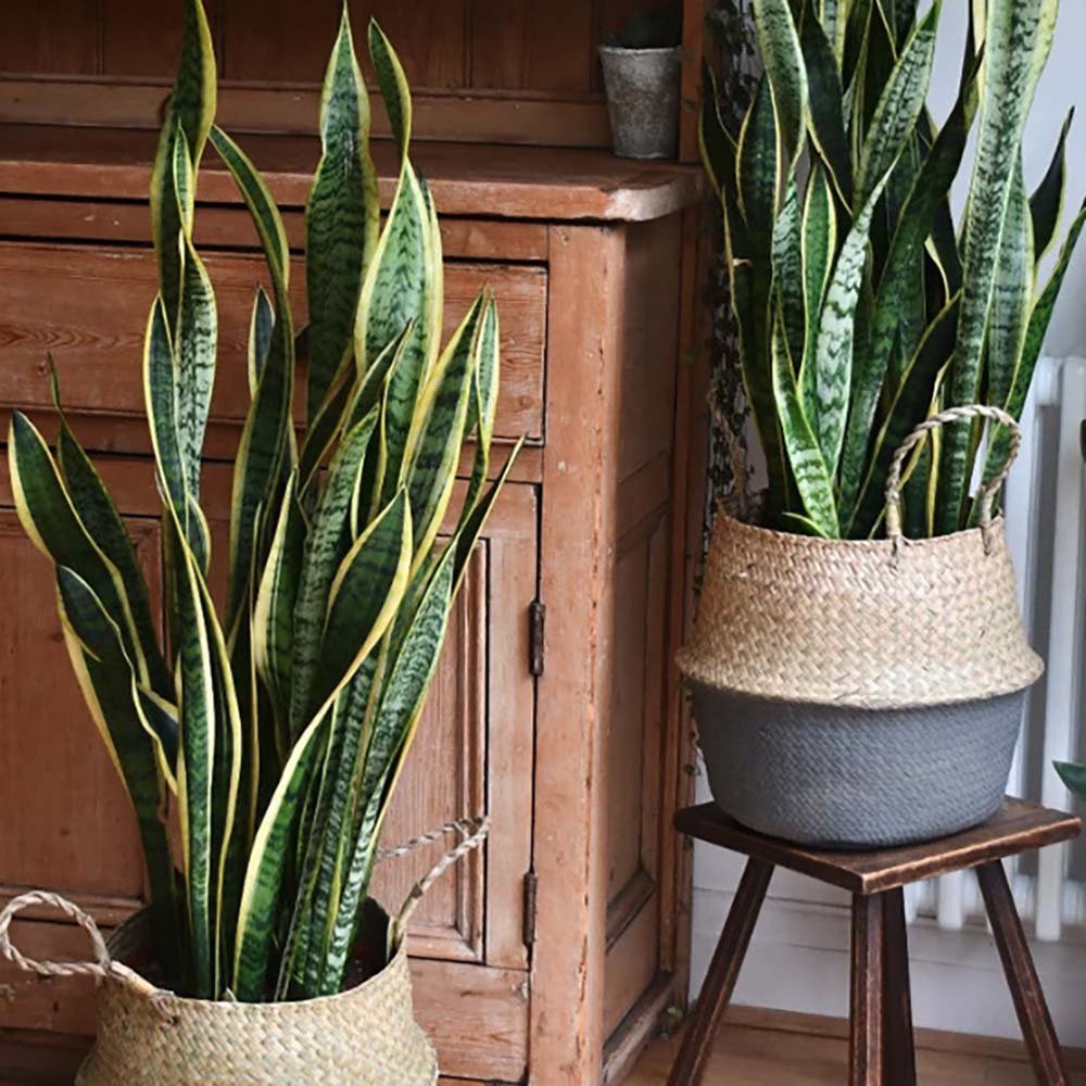Sansevieria (Limba Soacrei) Laurentii - 80 cm