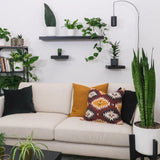 Sansevieria (Limba Soacrei) Zeylanica - 110 cm