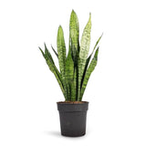 Sansevieria (Limba Soacrei) Zeylanica - 110 cm