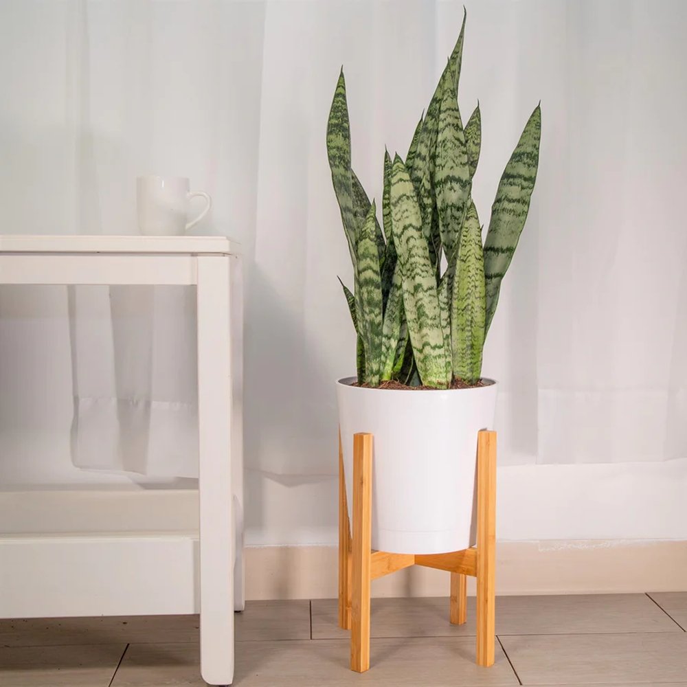 Sansevieria (Limba Soacrei) Zeylanica - 110 cm
