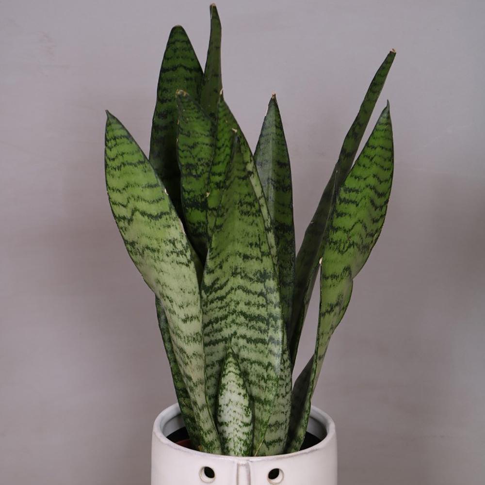 Sansevieria (Limba Soacrei) Zeylanica - 45-55 cm
