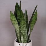 Sansevieria (Limba Soacrei) Zeylanica - 45-55 cm