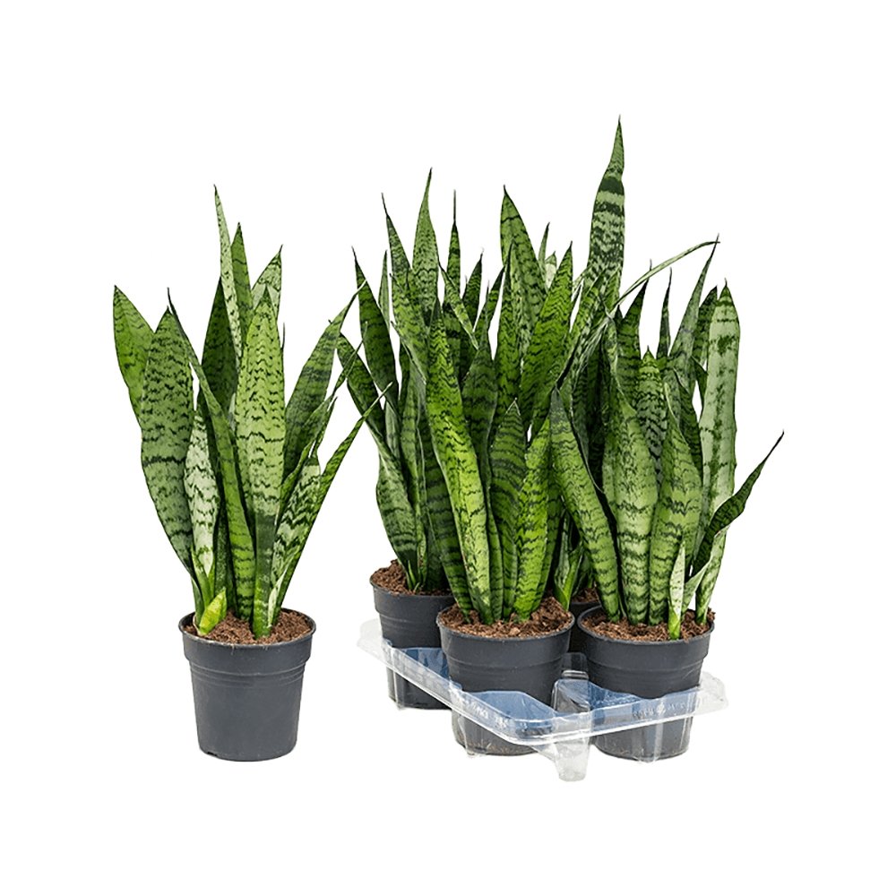 Sansevieria (Limba Soacrei) Zeylanica - 45-55 cm