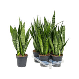 Sansevieria (Limba Soacrei) Zeylanica - 45-55 cm