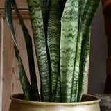 Sansevieria (Limba Soacrei) Zeylanica - 45-55 cm