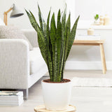 Sansevieria (Limba Soacrei) Zeylanica - 45-55 cm