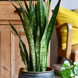 Sansevieria (Limba Soacrei) Zeylanica - 45-55 cm