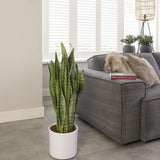 Sansevieria (Limba Soacrei) Zeylanica - 70-80 cm