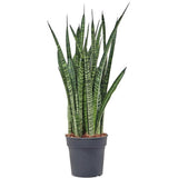 Sansevieria (Limba Soacrei) Zeylanica - 70-80 cm