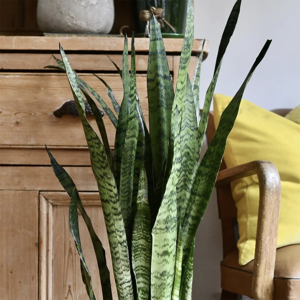 Sansevieria (Limba Soacrei) Zeylanica - 70-80 cm