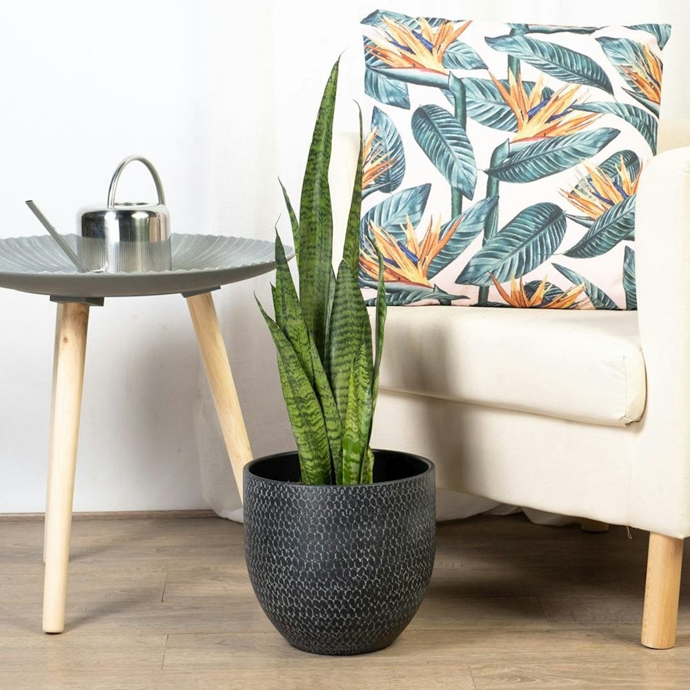 Sansevieria (Limba Soacrei) Zeylanica - 70-80 cm