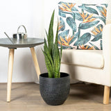 Sansevieria (Limba Soacrei) Zeylanica - 70-80 cm