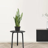 Sansevieria (Limba Soacrei) Zeylanica - 70-80 cm