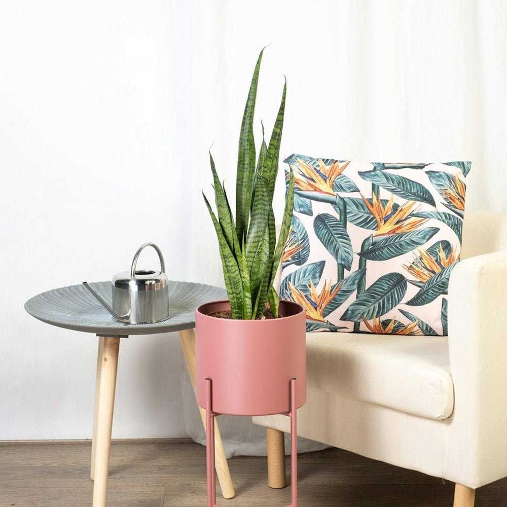 Sansevieria (Limba Soacrei) Zeylanica - 70-80 cm
