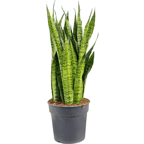 Sansevieria (Limba Soacrei) Zeylanica - 80 cm